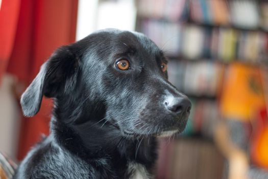 Cute black dog is lying on the floor and relaxing