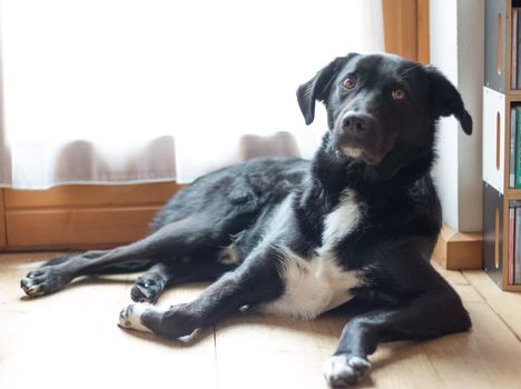 Cute black dog is lying on the floor and relaxing