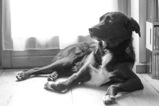 Cute black dog is lying on the floor and relaxing