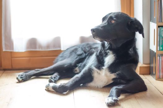 Cute black dog is lying on the floor and relaxing