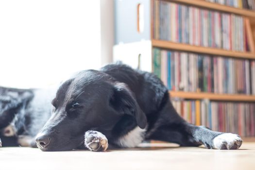 Cute black dog is lying on the floor and relaxing