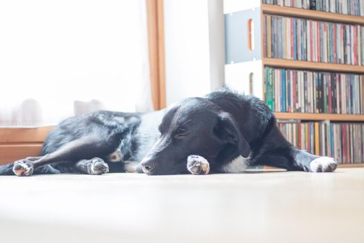 Cute black dog is lying on the floor and relaxing