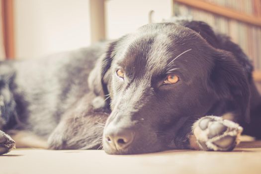 Cute black dog is lying on the floor and relaxing
