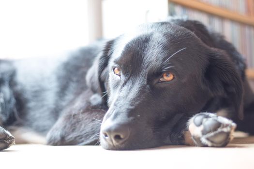 Cute black dog is lying on the floor and relaxing