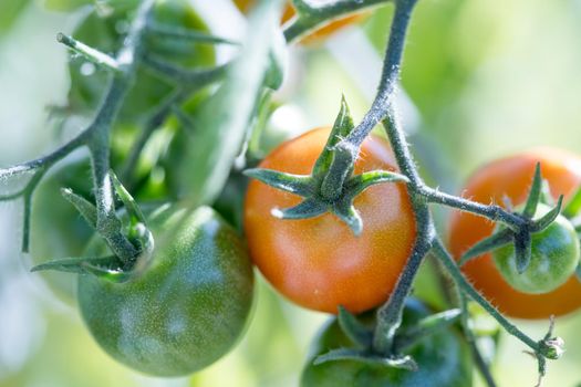 Close up of red and green organic tomatoes on green branch, self cultivation