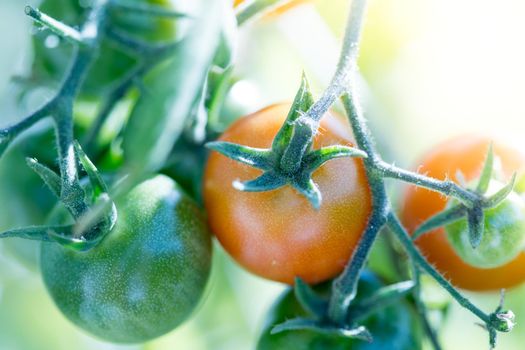 Close up of red and green organic tomatoes on green branch, self cultivation