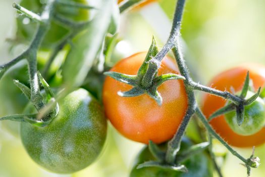 Close up of red and green organic tomatoes on green branch, self cultivation