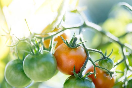 Close up of red and green organic tomatoes on green branch, self cultivation