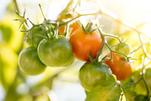 Close up of red and green organic tomatoes on green branch, self cultivation