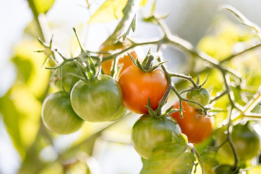 Close up of red and green organic tomatoes on green branch, self cultivation