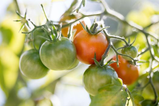Close up of red and green organic tomatoes on green branch, self cultivation