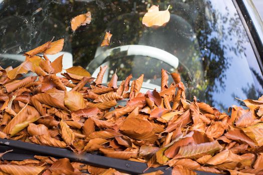 Close up of fallen leaves lying on a car window