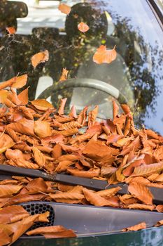 Close up of fallen leaves lying on a car window