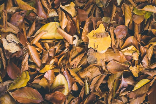 Colorful leaves on the park lawn, autumn