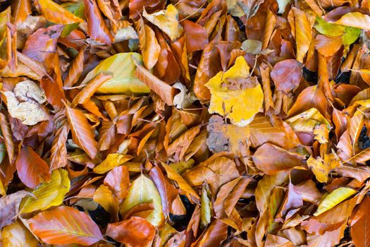 Colorful leaves on the park lawn, autumn