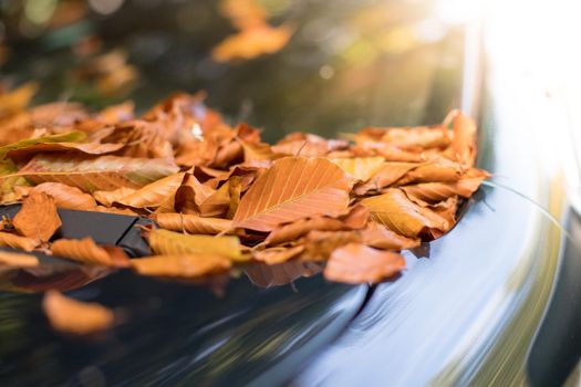 Close up of fallen leaves lying on a car window