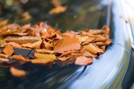Close up of fallen leaves lying on a car window