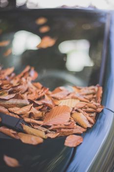 Close up of fallen leaves lying on a car window