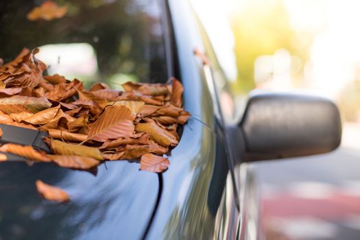 Close up of fallen leaves lying on a car window