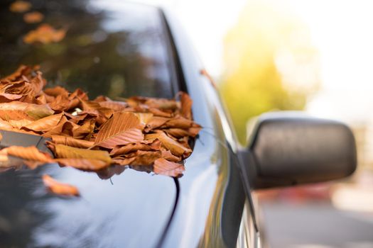 Close up of fallen leaves lying on a car window