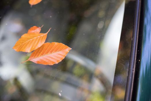 Close up of fallen leaves lying on a car window