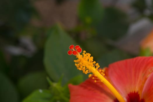 Closeup of the flower Hibiscus rosa sinensis revealing male and female genitalia stamen and pistil