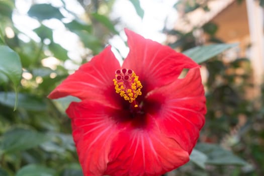 Closeup of the flower Hibiscus rosa sinensis revealing male and female genitalia stamen and pistil