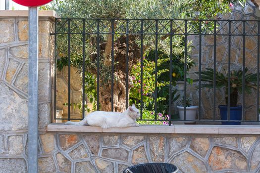 White cat lying on a wall in the town of Sant Elm, Mallorca Spain.
