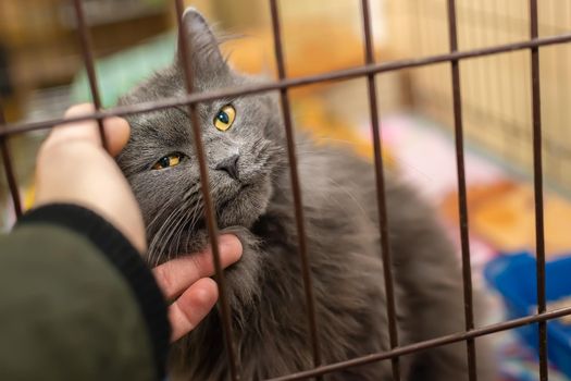 the muzzle of the gray cat, which is in the cage of the shelter and veterinary hospital, basks in the hand of a person