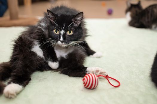 a black cat lies on the floor, washing and playing with a toy among other playing cats at the animal shelter