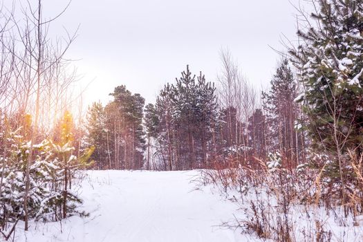 SunsetSunset winter forest tree branches. High quality photo