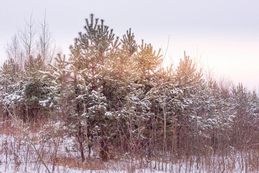 SunsetSunset winter forest tree branches. High quality photo