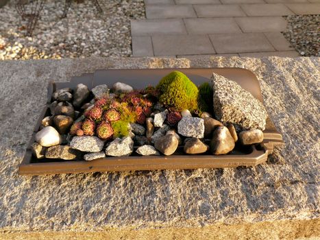 mini garden with stones and house leeks