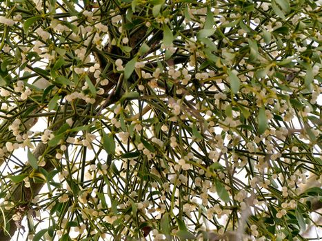 mistletoe in a fruit tree in wintertime with ripe berries