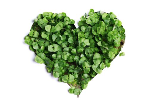 Sprout green plants growing a heart shape isolated on white background
