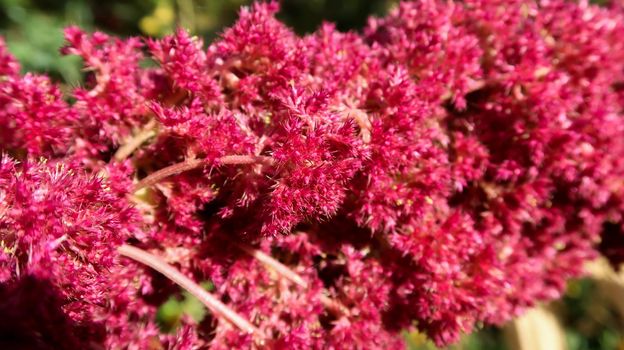 Close up of plant in Royal Botanical Garden Madrid