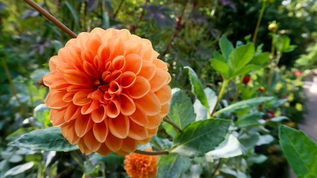 Close up of flower in Royal Botanical Garden Madrid