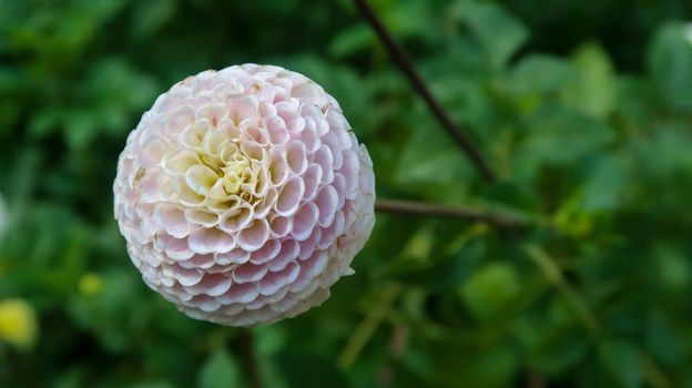 Close up of flower in Royal Botanical Garden Madrid