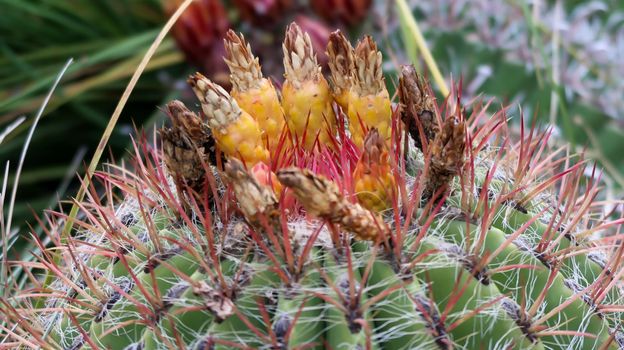 Close up of cactus flower in Royal Botanical Garden Madrid