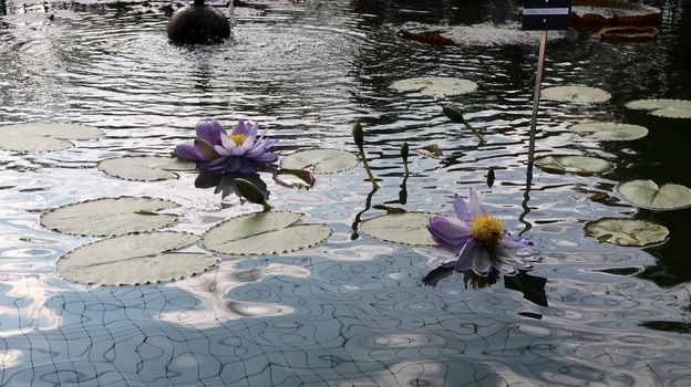 Close up of purple water lily reflecting in the water inside the Royal Botanical Garden in Madrid, Spain