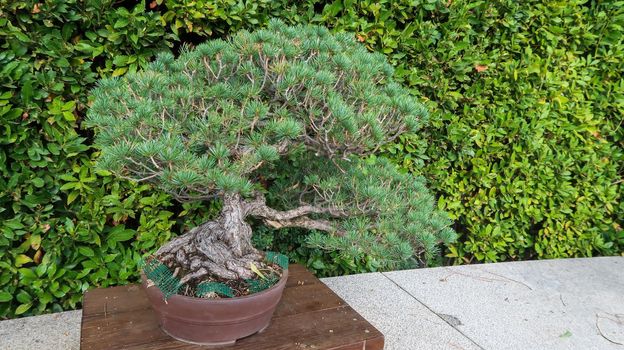 Bonsai tree inside the Royal Botanical Garden in Madrid