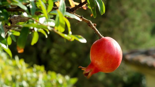 Pomegranate fruit inside the Royal Botanical Garden in Madrid