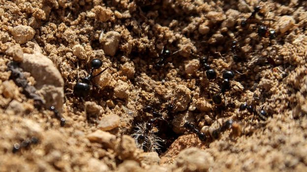 Close up of ants in Spain