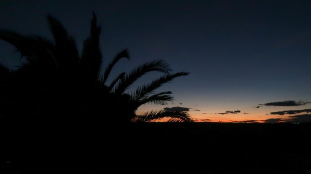 Backlit tropical plants at sunset