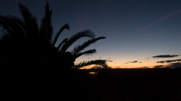 Backlit tropical plants at sunset