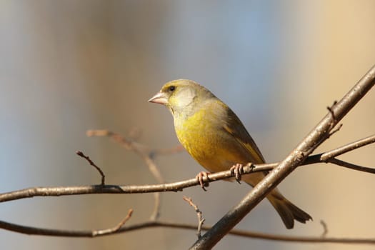Greenfinch (Carduelis chloris) on a branch.
