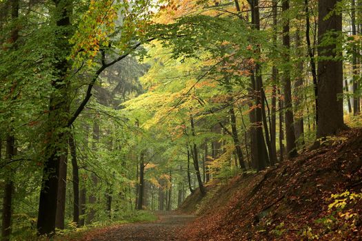 Trail through the autumn forest.