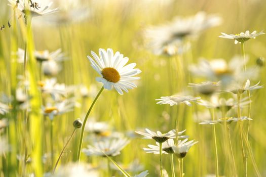 Daisies on a spring meadow at sunrise