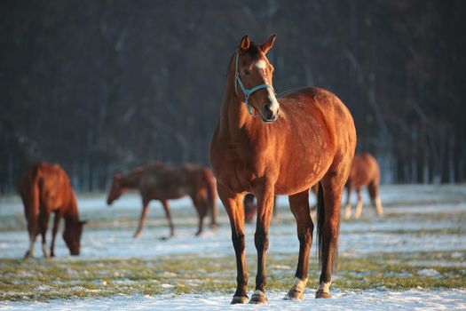 Horse looks at the other horses in the morning.
