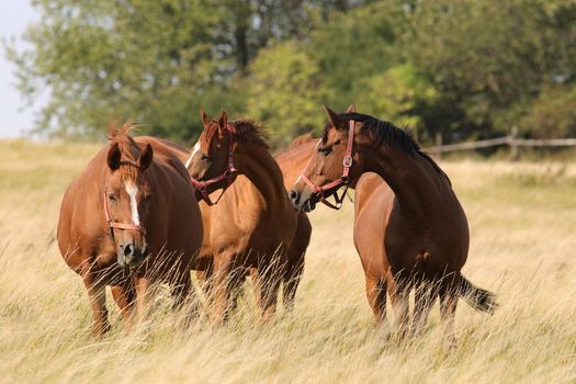 Stallions looks at the other horses in the morning.